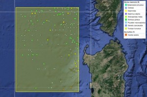 Mappa osservazioni cetacei - Fonte: OBIS-SEAMAP