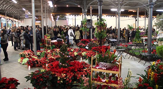 Stella Di Natale Princettia.Officina Del Mercato Quando I Fiori Sono Il Migliore Regalo Di Natale Alghero Eco