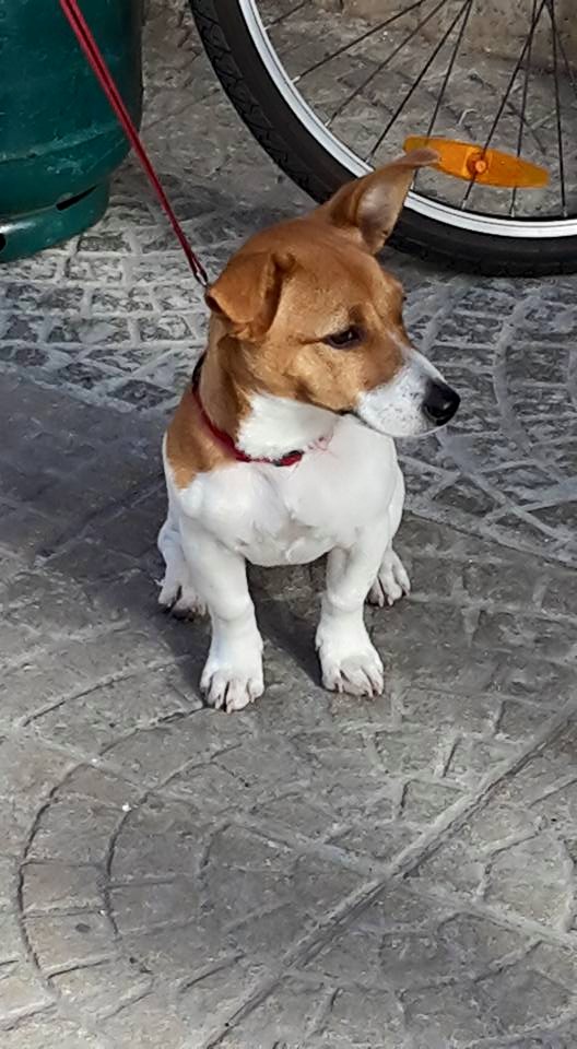 cagnetta jack russel smarrita2