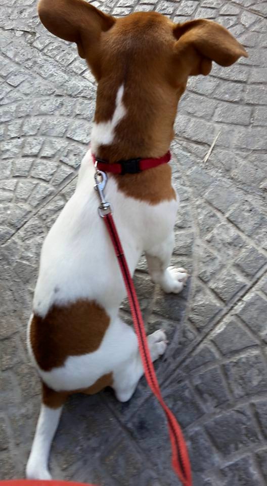 cagnetta jack russel smarrita3